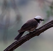 Northern white-crowned shrike (eurocephalus rueppelli) Tarangire N.P